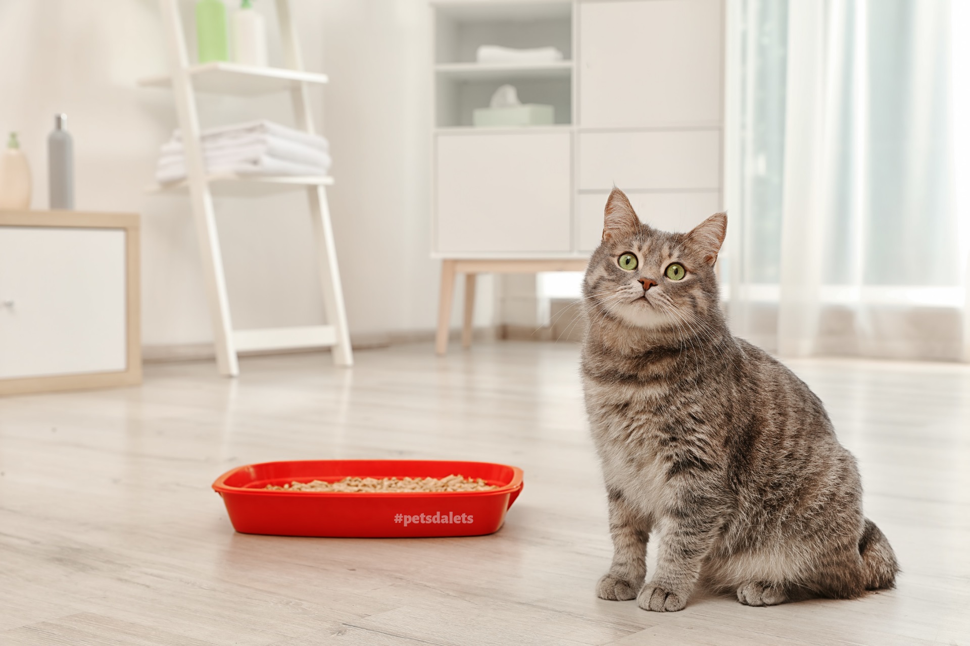 Tudo sobre as caixas de areia para gatos