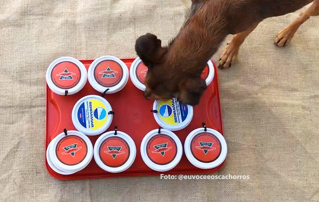 Brinquedos para enriquecimento ambiental canino!