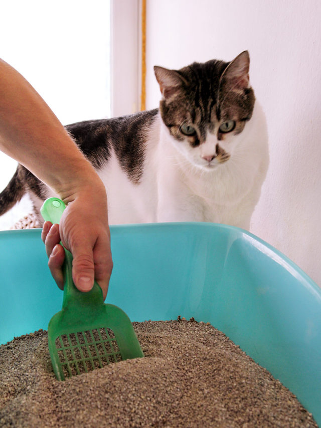 Qual é o melhor lugar para deixar a caixa de areia do gato