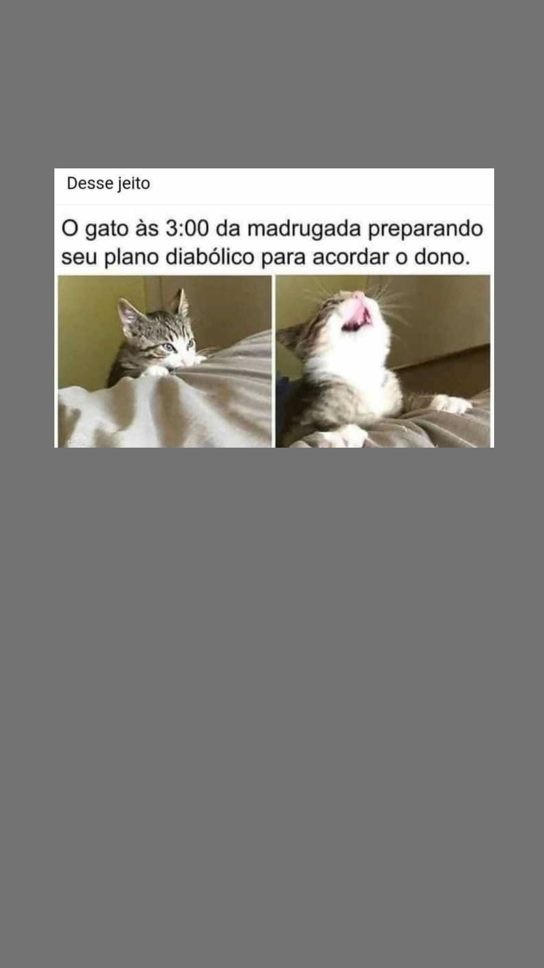 O meu gato mia de noite: porquê e o que posso fazer?