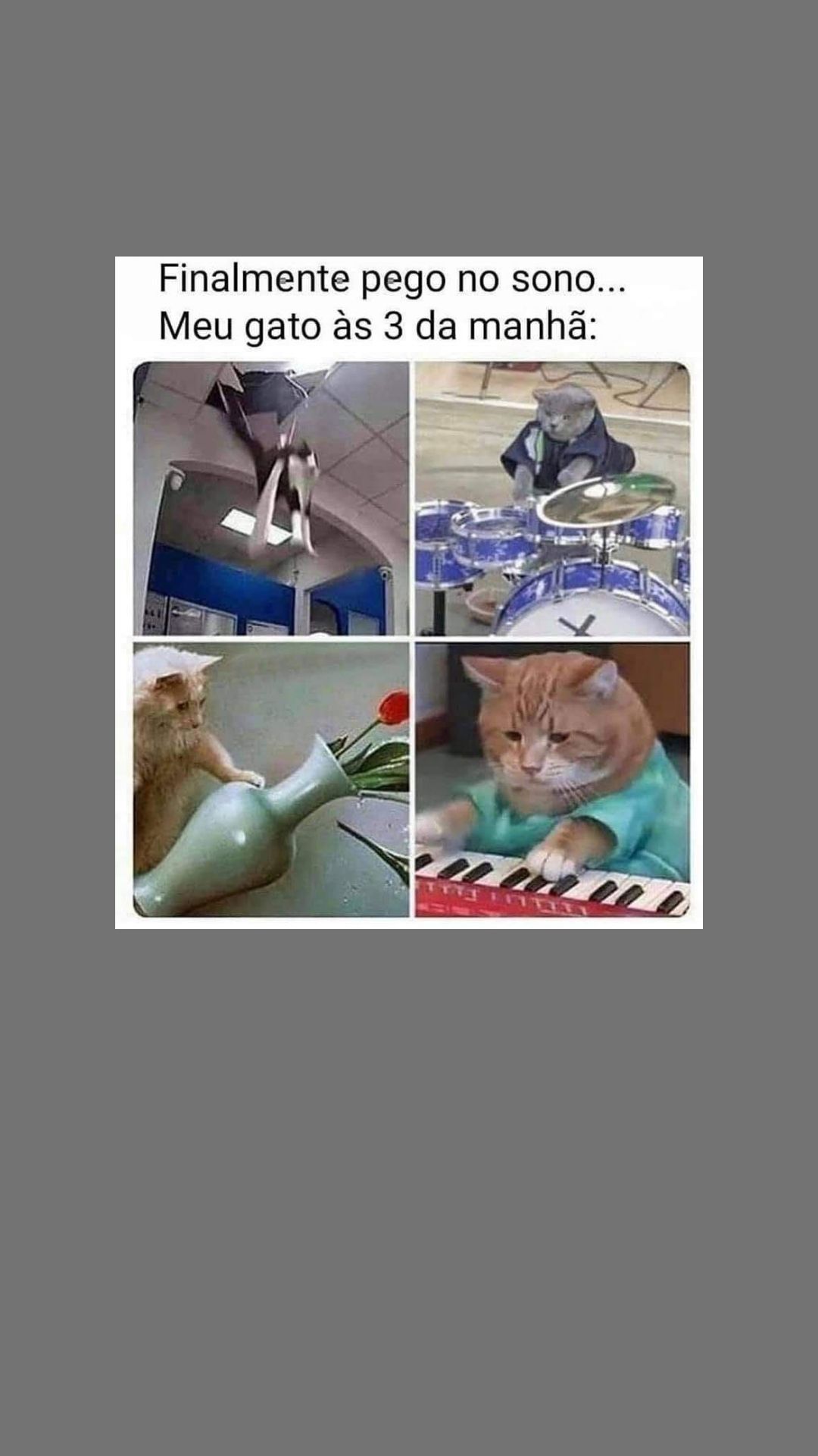 O meu gato mia de noite: porquê e o que posso fazer?