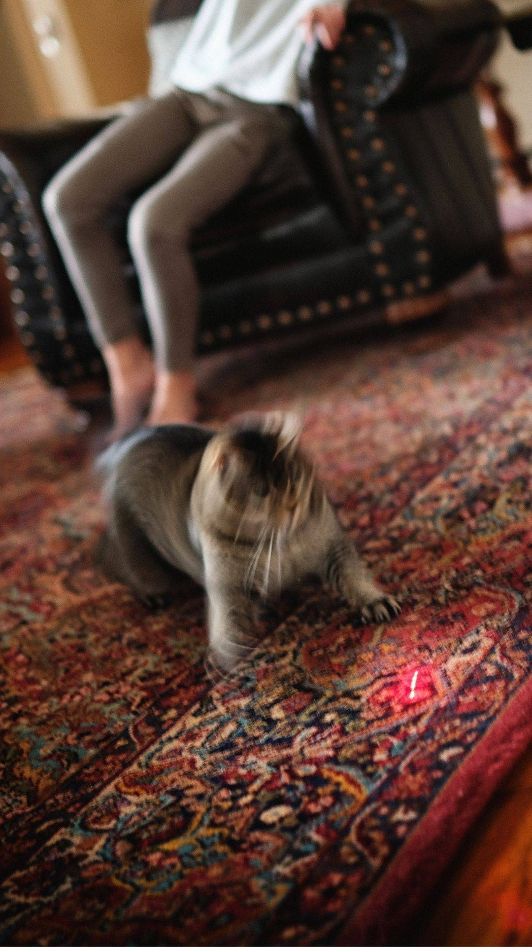 Afinal, gato pode ou não pode brincar com laser? - Pets da Lets