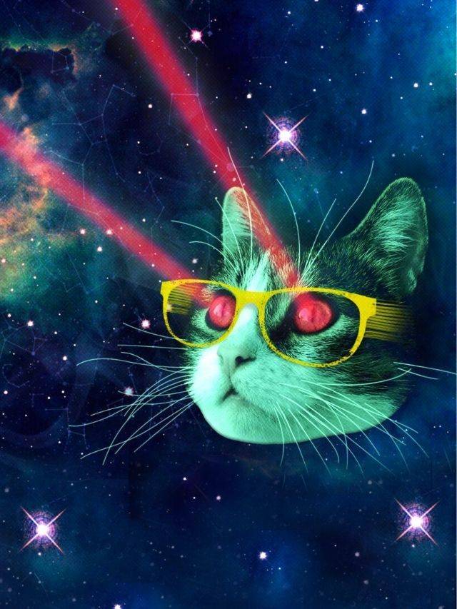 poster gato pode ou não pode brincar com laser