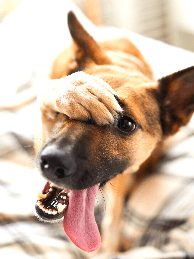 Por que os cães tendem a cheirar nossas partes íntimas?