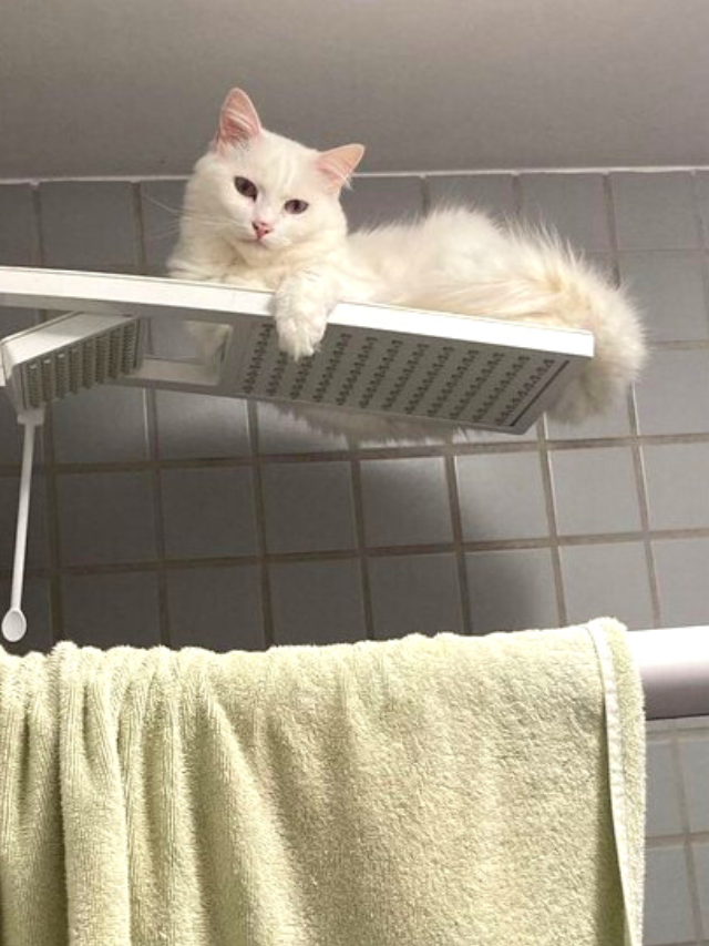 Por que os gatos gostam de lugares altos?