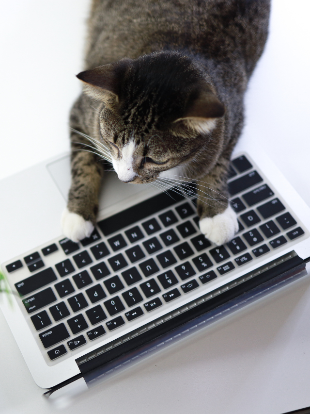 POSTER Dicas para ser produtivo no home office com gatos