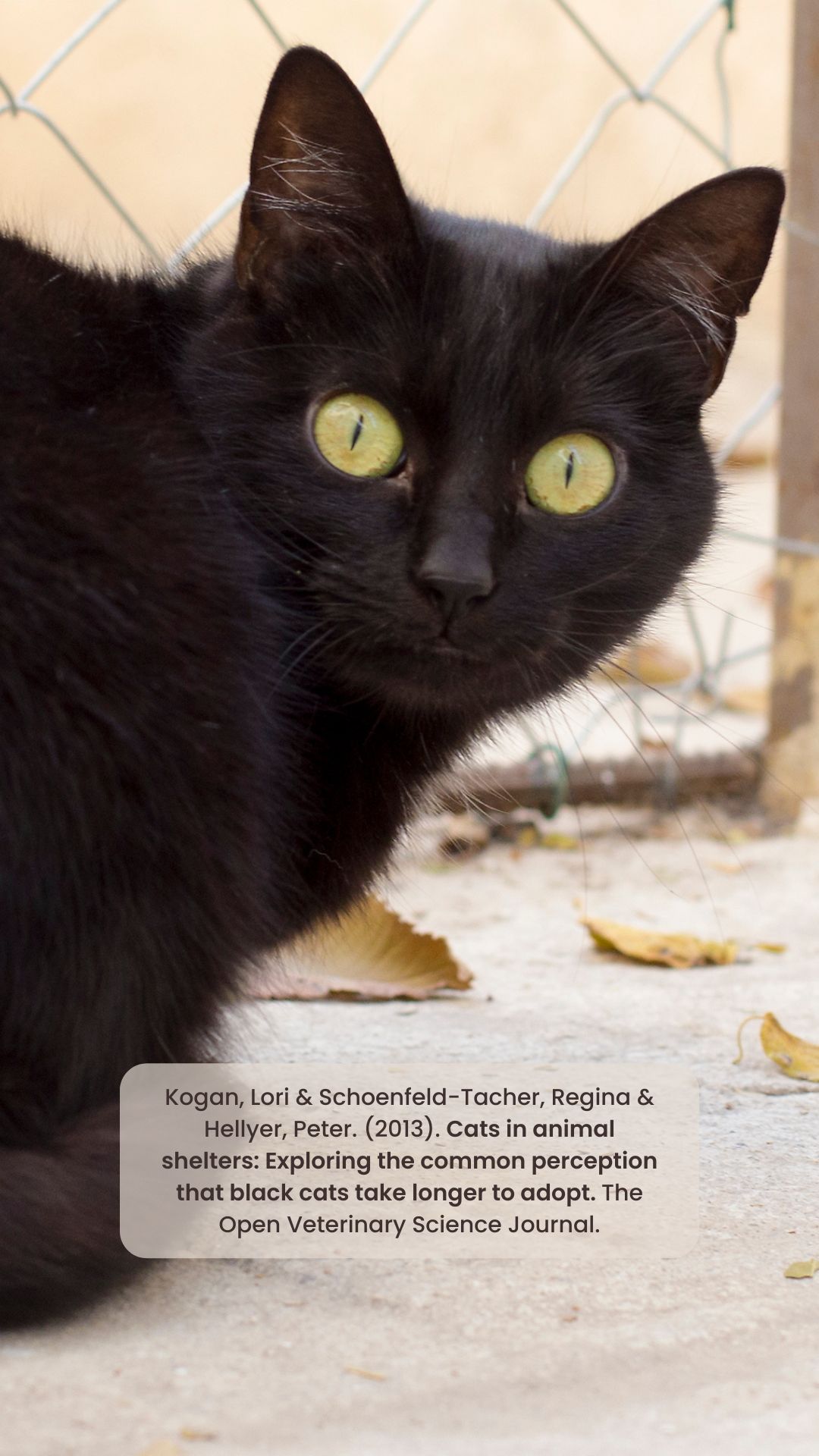 Amigo Pet: entenda a origem do preconceito contra gatos pretos e a  importância da adoção desses felinos, Vale do Paraíba e Região