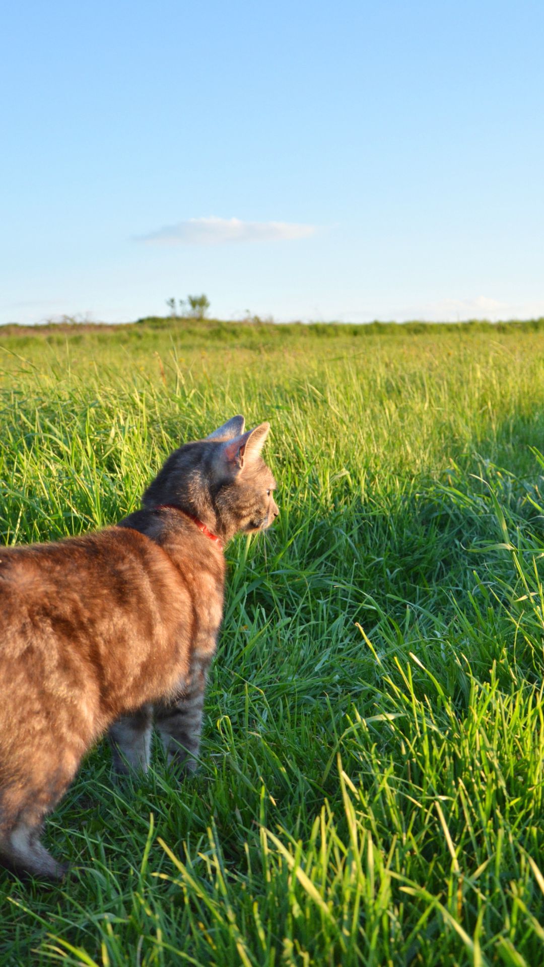 Game permite cuidar de uma casa lotada de gatos