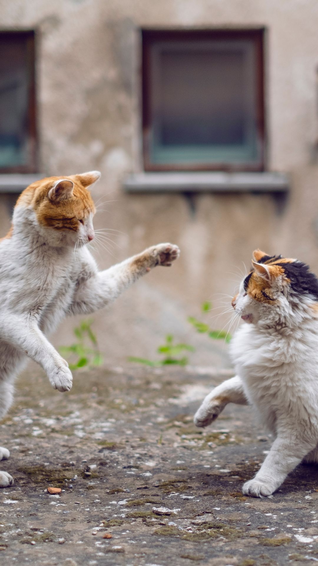 Game permite cuidar de uma casa lotada de gatos