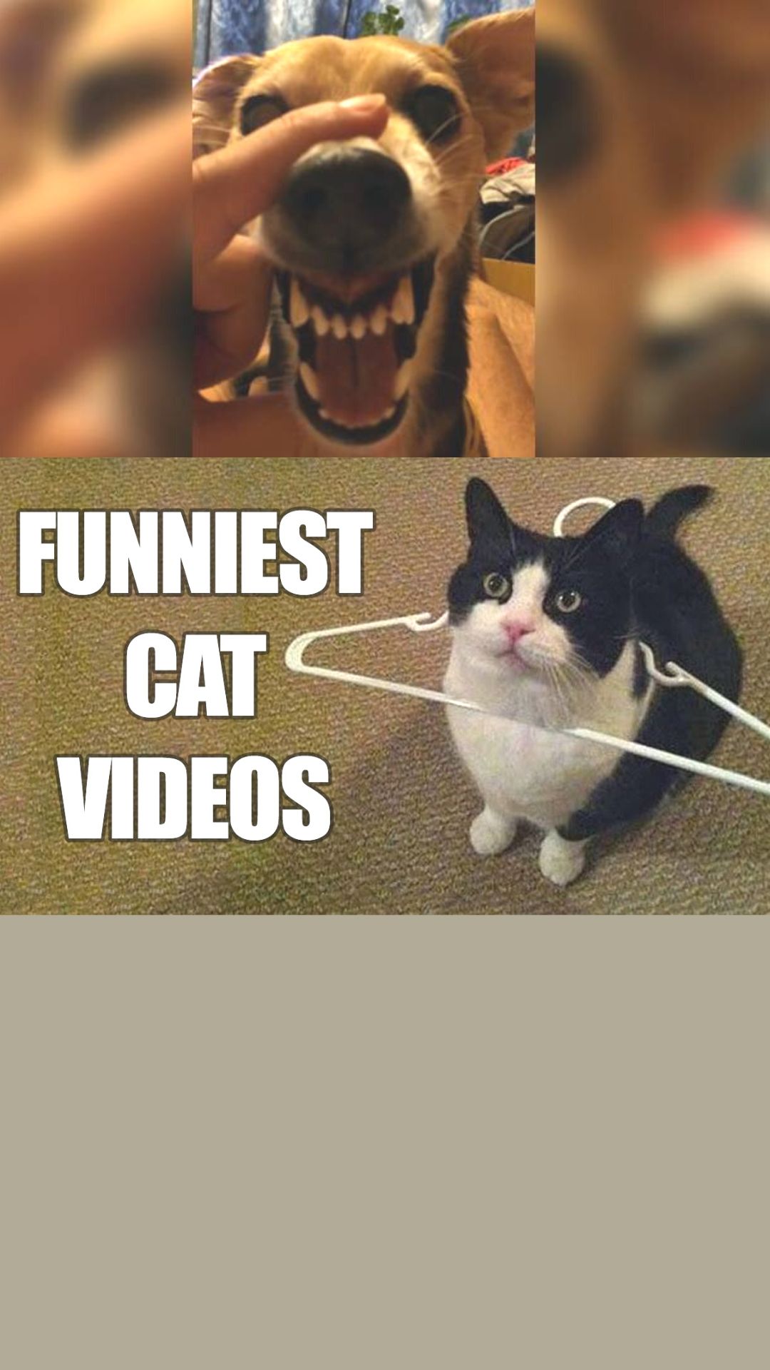 Os 10 melhores vídeos promocionais de animais engraçados para