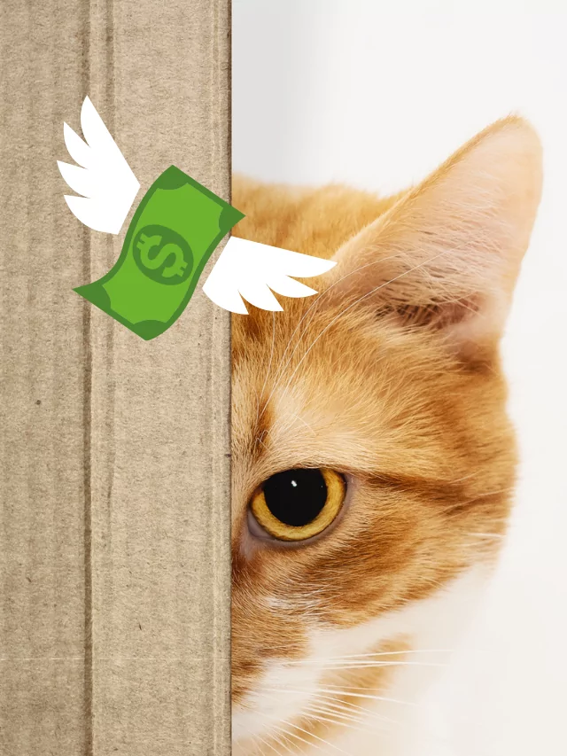 3 motivos para o seu gato não usar a verticalização poster