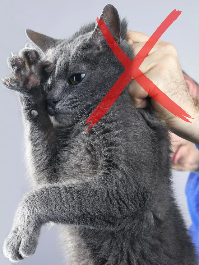Por que gatos não devem ser contidos pelo pescoço poster
