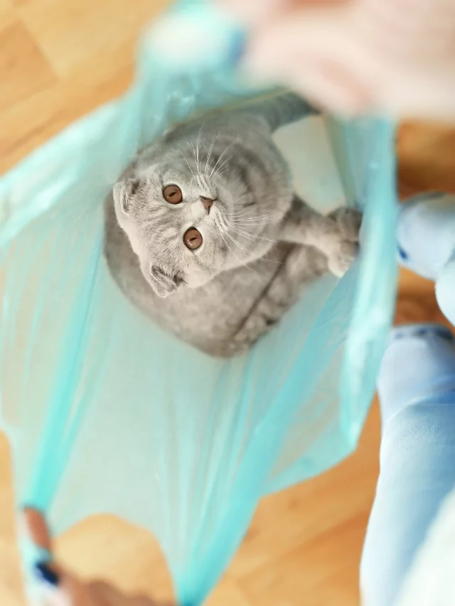 gato come plástico poster