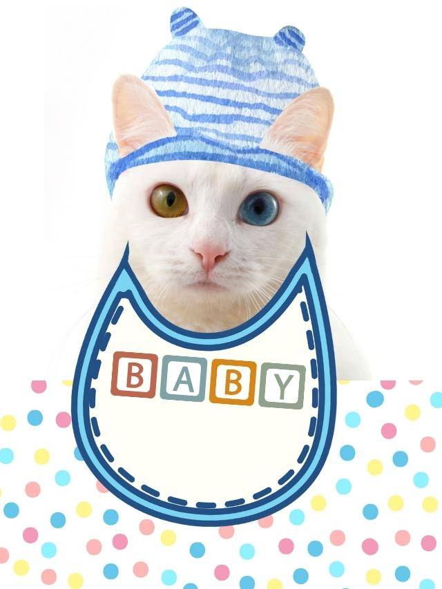 poster “Vozinha de bebê” funciona com gatos