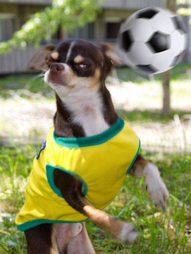 POSTER Copa torcida Brasil e sem medo de fogos cães
