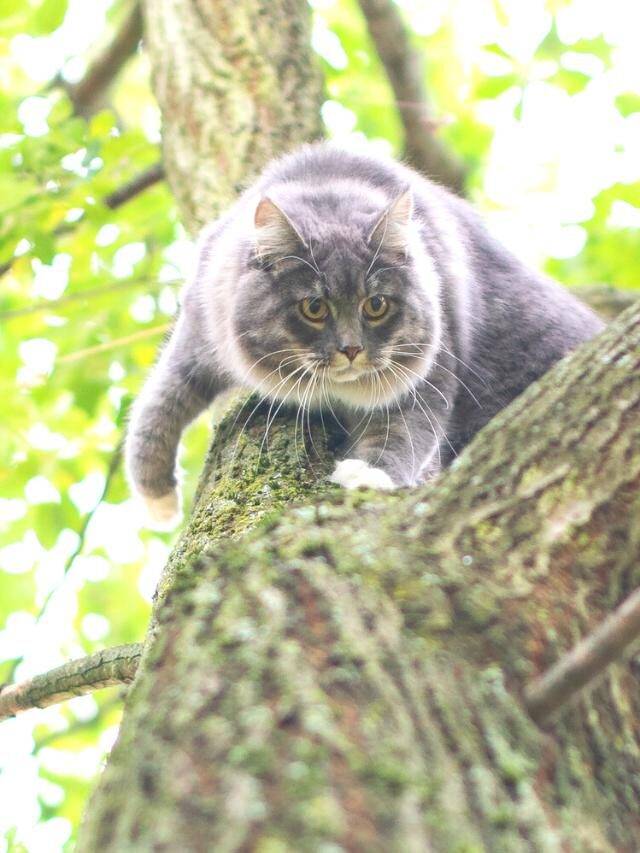 Por que gatos ficam presos em árvores?