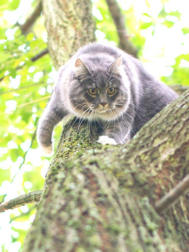 Poster gatos ficam presos em árvores