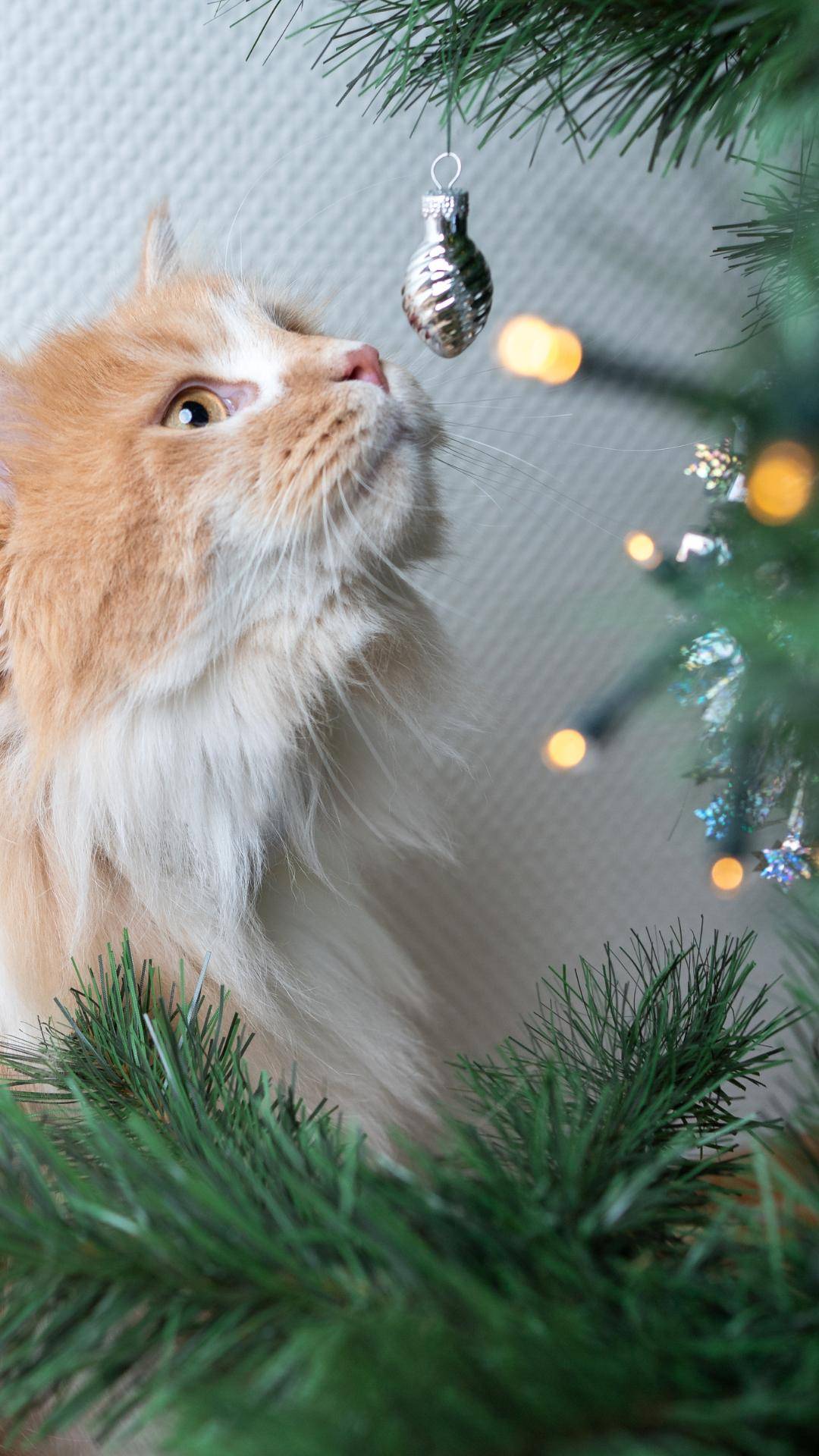 Decoração de árvore de Natal: 7 dicas para quem tem gatos