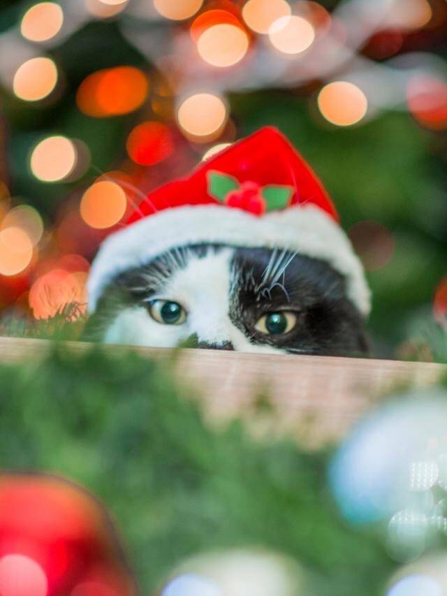Gatos e árvores de Natal: convivência impossível?